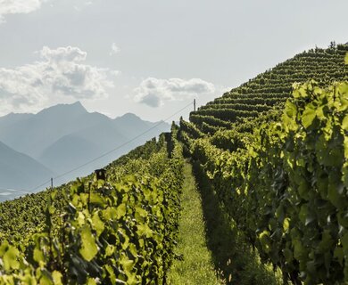 Urlaub in Naturns am Sonnenberg in bester Lage fürs Glück